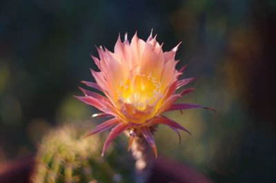 Close-up of pink flower blooming outdoors