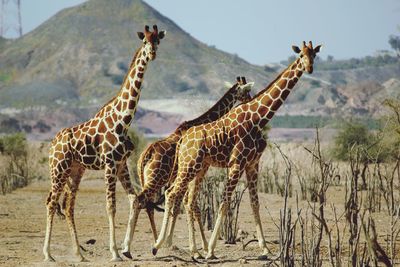 Giraffes standing on field against mountain at anantara desert island
