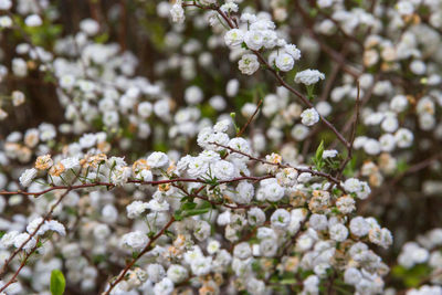 Close-up of white cherry blossoms in spring