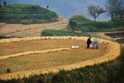 Scenic view of agricultural field