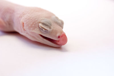 Close-up of human hand over white background