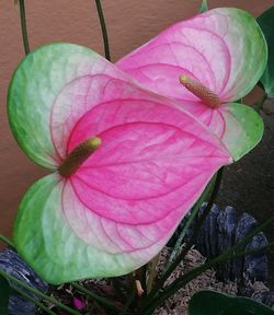 Close-up of pink water lily