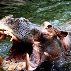 Hippopotamus with mouth open in pond