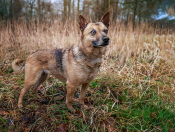 Portrait of dog standing in field