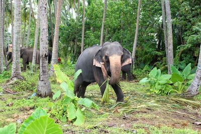 Elephant in a forest