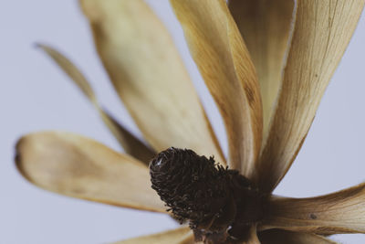 Close-up of flower on white background