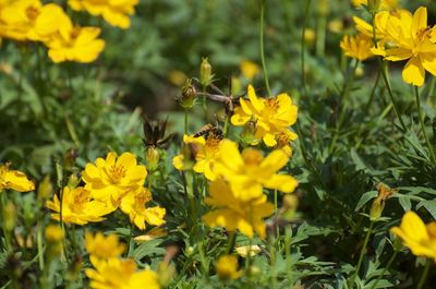 Close-up of insect on yellow flower
