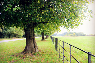 Trees on grassy field