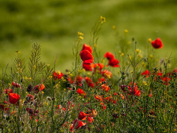 Close-up of red poppy flowers on field