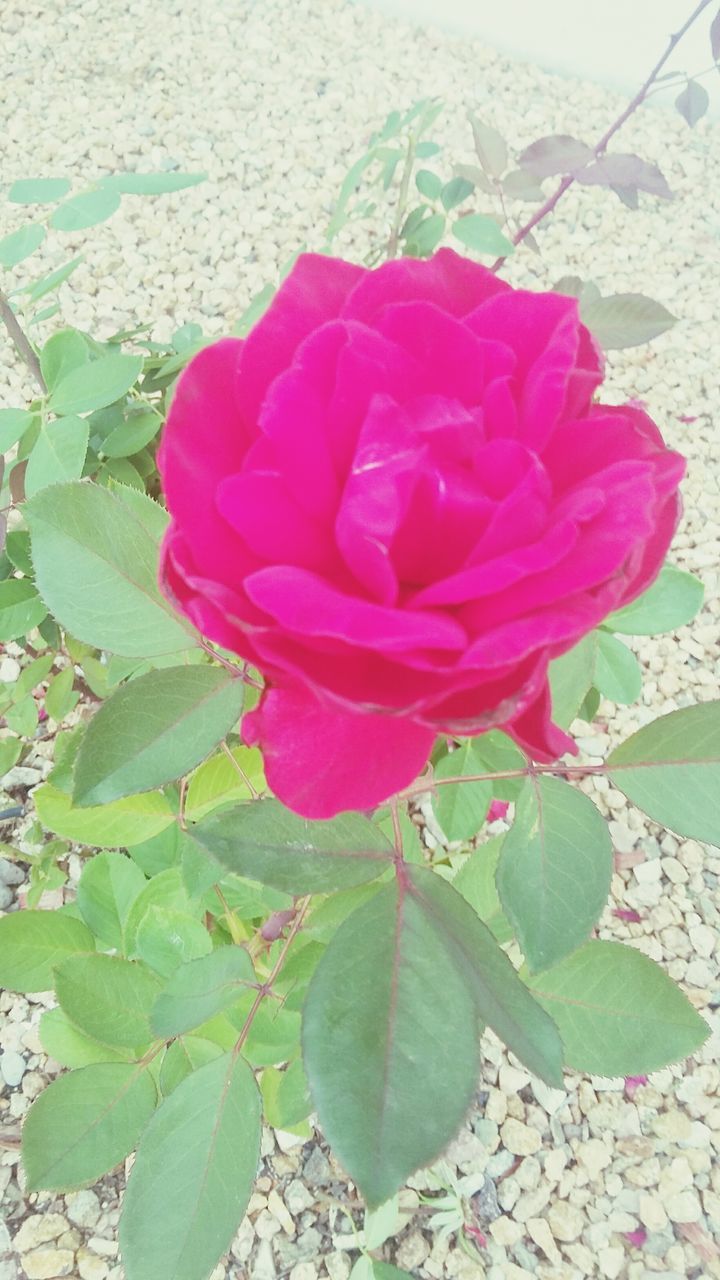 flower, petal, fragility, freshness, flower head, growth, leaf, beauty in nature, pink color, plant, rose - flower, blooming, nature, single flower, close-up, red, in bloom, day, outdoors, focus on foreground