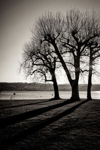 Bare tree on field against sky