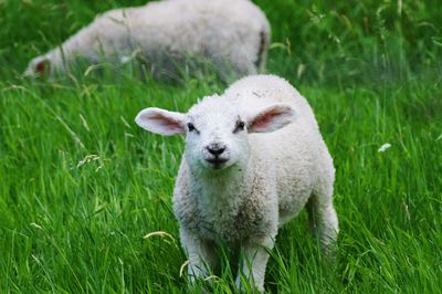 Sheep in a field