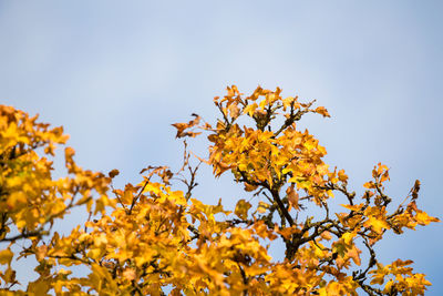 Low angle view of yellow tree against sky