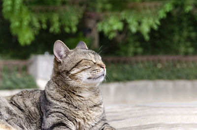 Close-up of a cat looking away