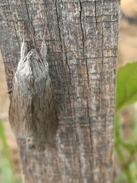 Close-up of tree trunk