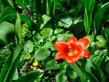 Close-up of red flower blooming outdoors