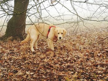 View of a dog on field