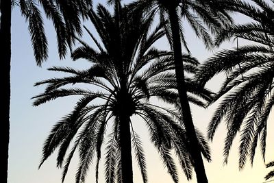 Low angle view of palm trees against clear sky