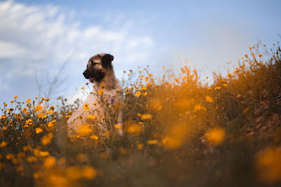 Dog looking away on field