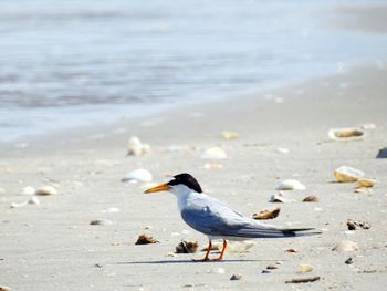Close-up of seagulls on beach