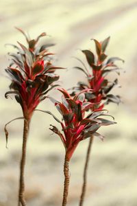 Close-up of plant against wall