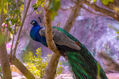 Bird perching on a tree