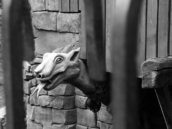 Close-up of a horse on wall