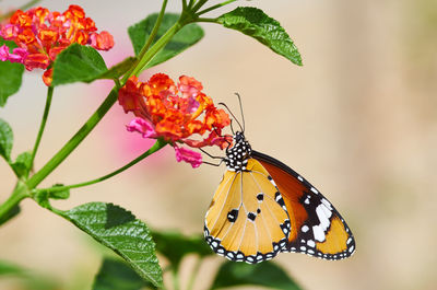 Close-up of butterfly pollinating on flower