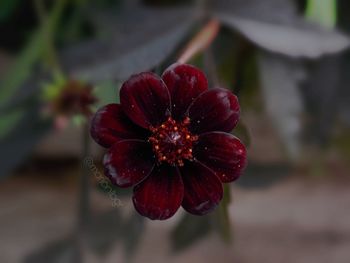 Close-up of red flower