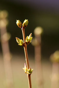 Close-up of flowering plant