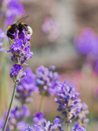 Close-up of butterfly on purple flower