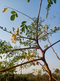 Low angle view of tree against sky