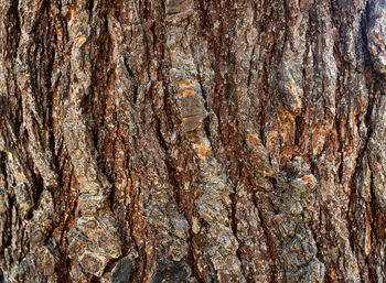 Full frame shot of tree trunk