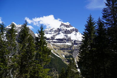 Panoramic view of pine trees against sky