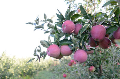 Close-up of fruits growing on tree