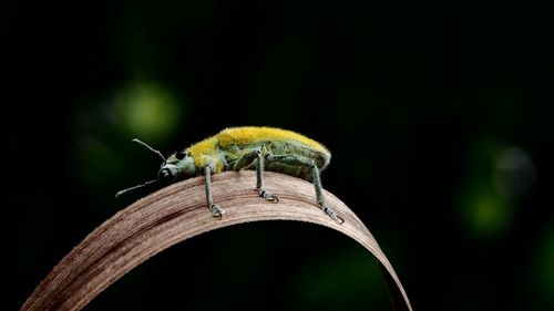 Close-up of insect
