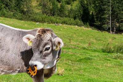 Portrait of a cow on field