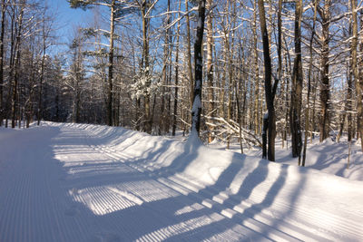 Snow covered bare trees in forest