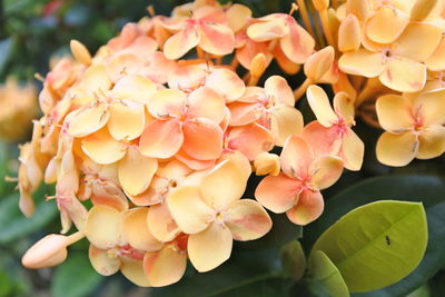 Close-up of pink hydrangea flowers