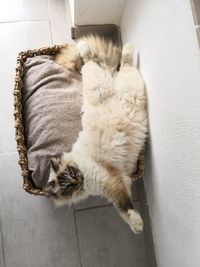 High angle view of cat sleeping on wall