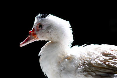 Close-up of a bird over black background