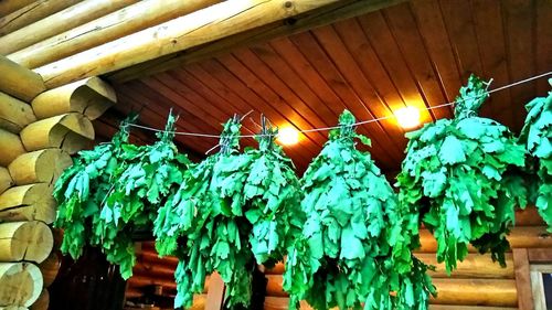 Low angle view of plants hanging outdoors