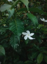 Close-up of white flowering plant