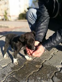 Puppy drinking water from cupped hands on footpath