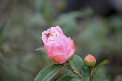 Close-up of pink rose