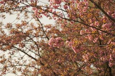 Low angle view of tree