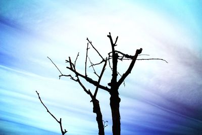 Low angle view of bare tree against sky