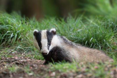 Close-up of badger looking at camera
