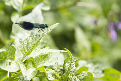 Close-up of butterfly on leaf