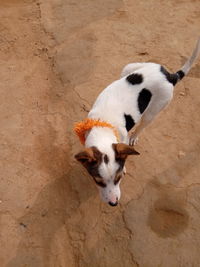 High angle view of a dog on floor